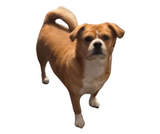 Paint Your Pet- Nov 19@6pm